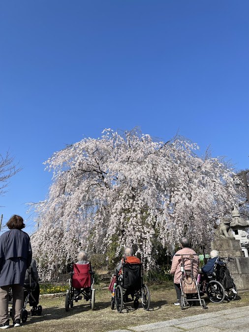枝垂れ桜のお花見外出　なかよし